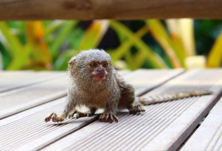 Vida silvestre en Tayrona