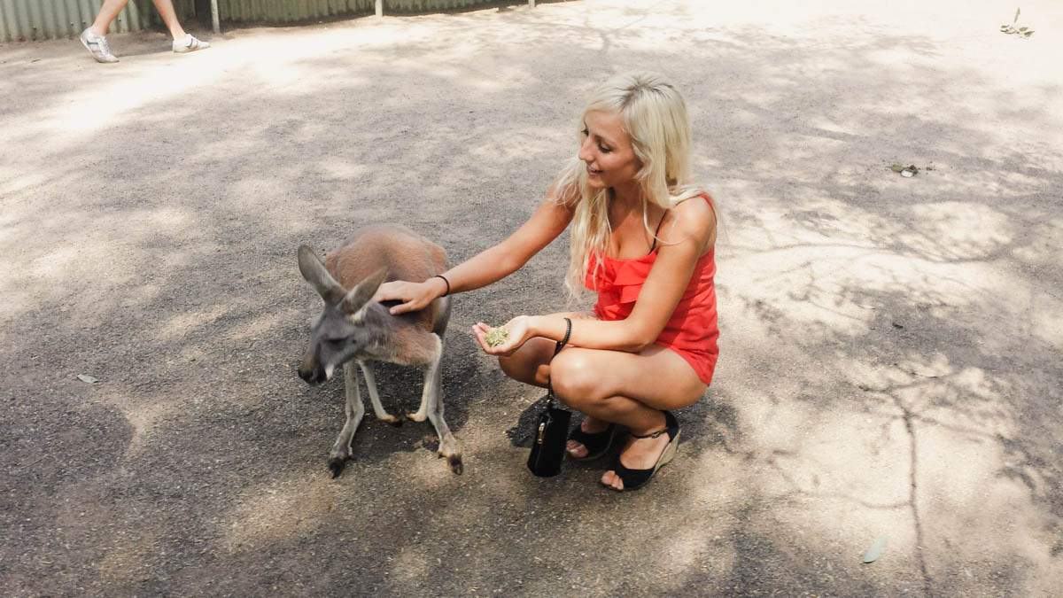 El simbolo de Australia, Canguros - Copy