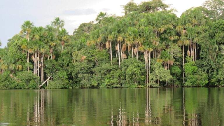 La selva salvaje del Amazonas