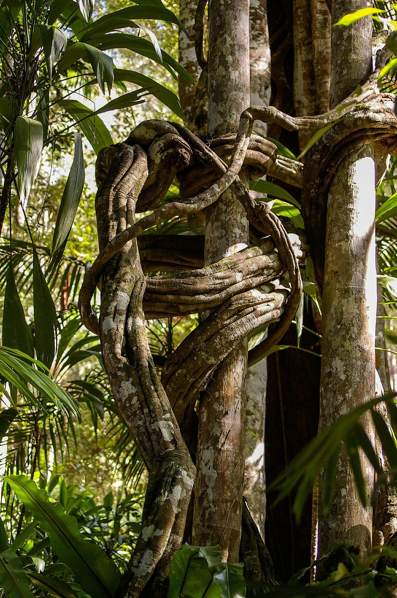 La pura selva de Australia