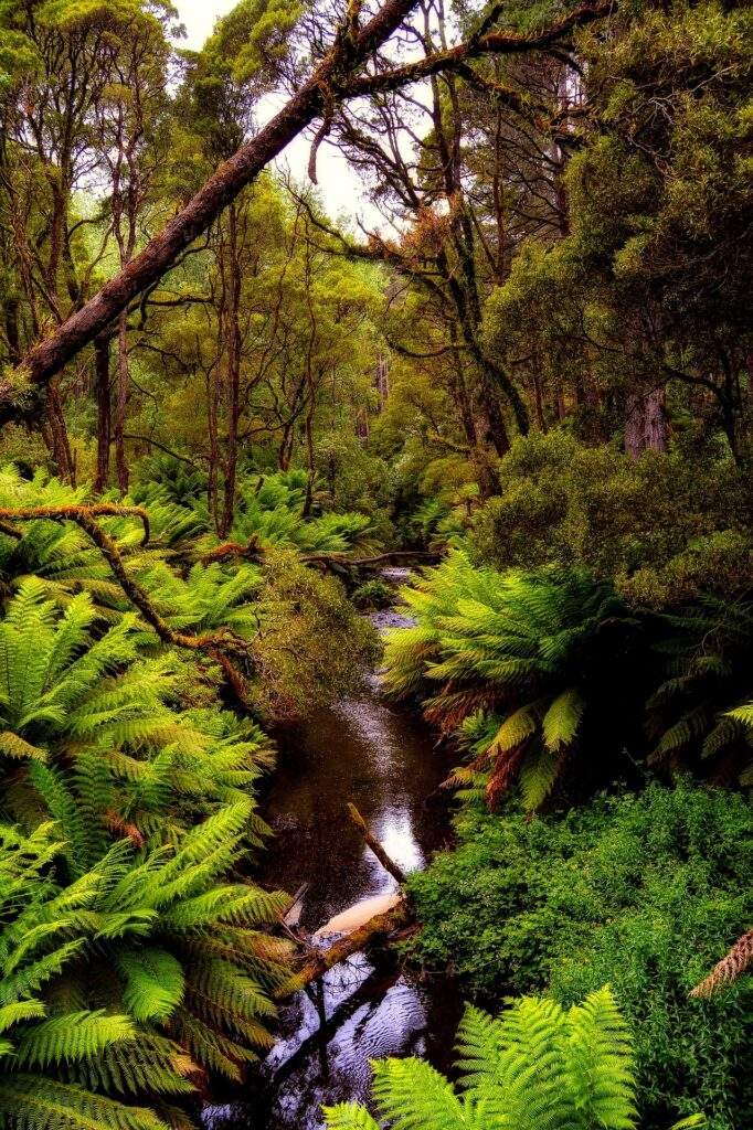 Profunda selva Australiana