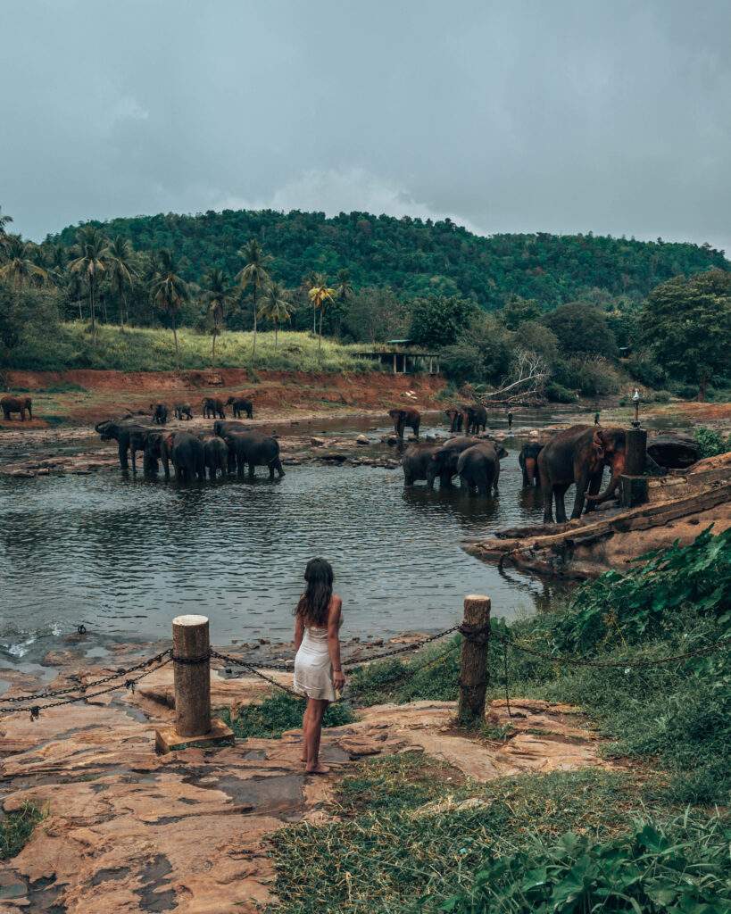 Elefantes en Sri Lanka