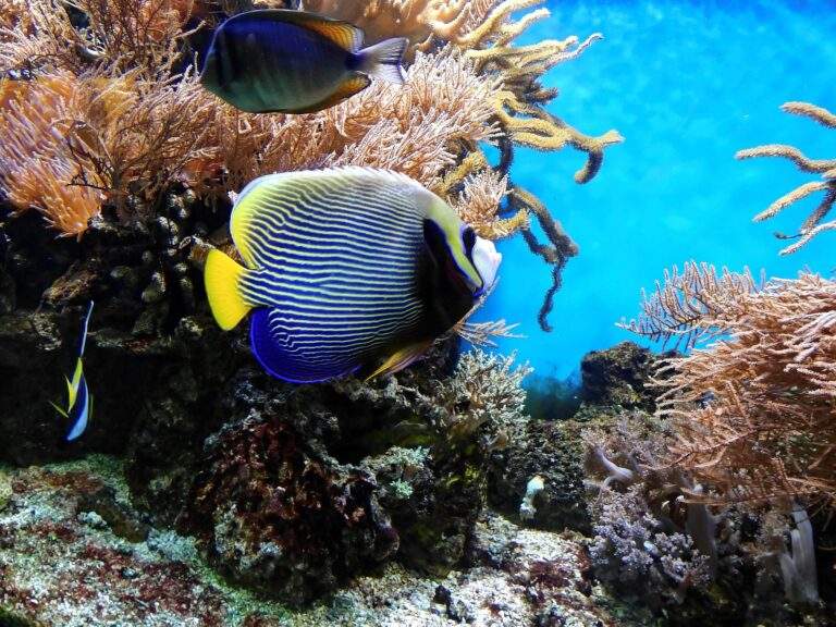 Corales y peces de mil colores