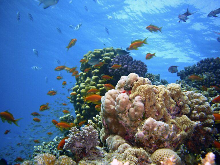 Haciendo Snorking en el mar rojo