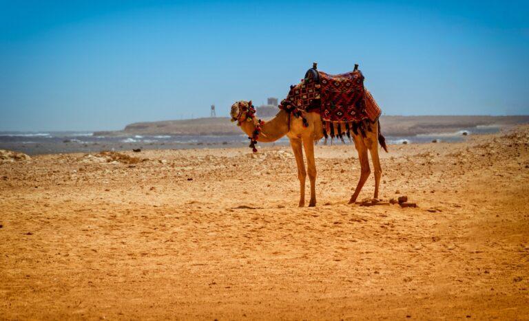 El Oasis de Siwa