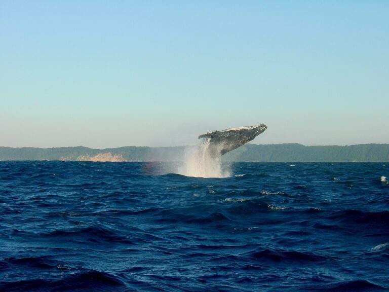 Observando las Ballenas en Islandia