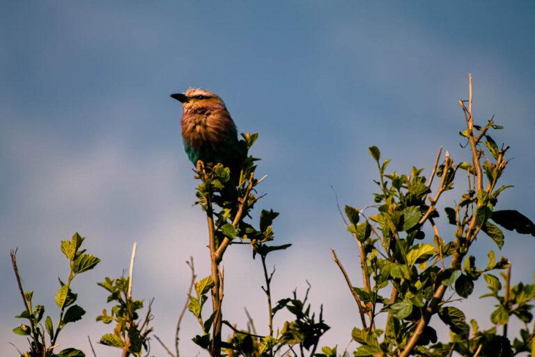 El mejor safari en Kenia