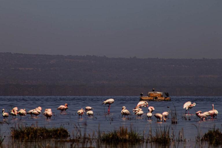 Nakuru en todo su esplendor