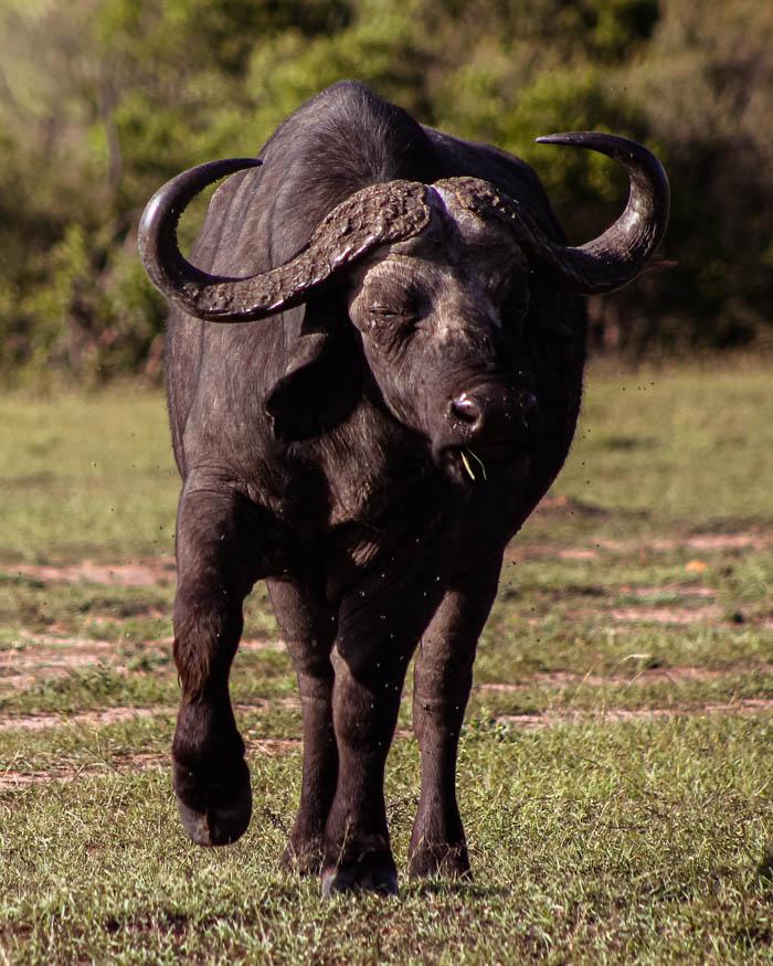 Bufalo huyendo de un leon