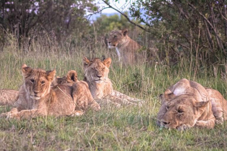 Buscando Leones