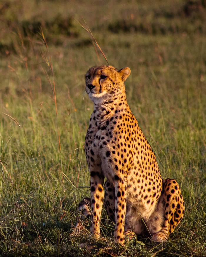 El principe bello de Masai Mara