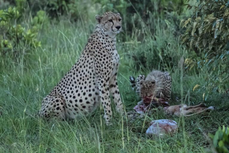 Leopardo buscando comida