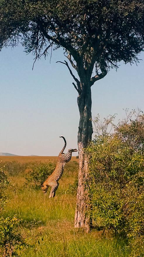 La vida salvaje en Kenia